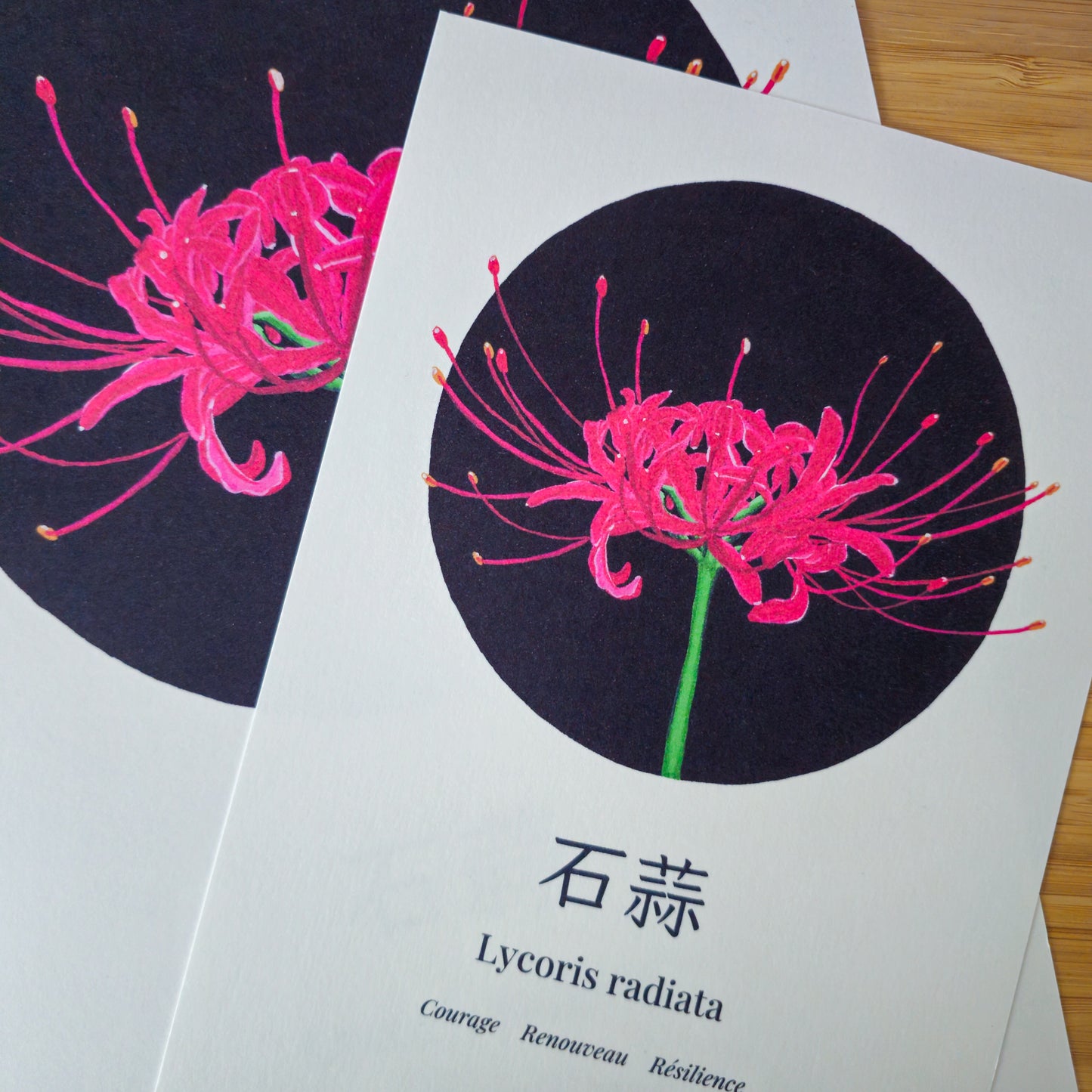 Lycoris radiata