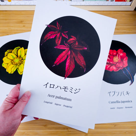 Acer palmatum - Oasis Coworking