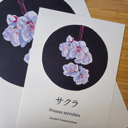 Prunus serrulata